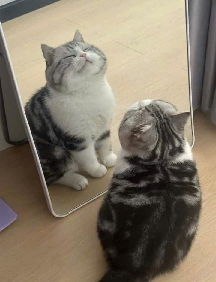 Một Đời Làm Mèo Luôn Có Được Không?