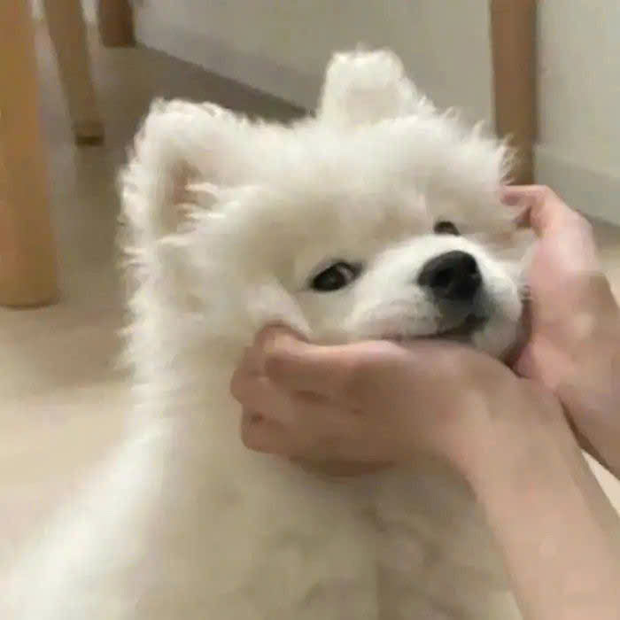 Bị Boss Bắt Được Rồi!!!